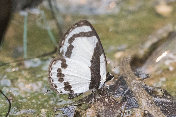 Caleta roxus roxana-5606 - Chiang dao - 12/03/23