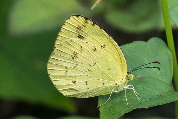 Eurema hecabe hecabe id--7598 Kho Samui 16/03/23