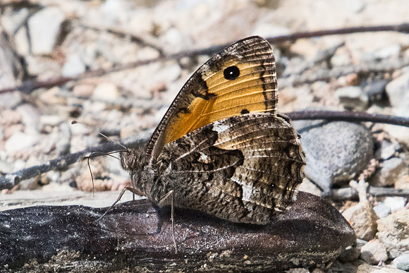 Hipparchia cretica-6067