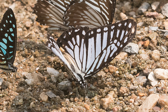 Graphium xenocles-9735- Chiang Dao - 11/03/23