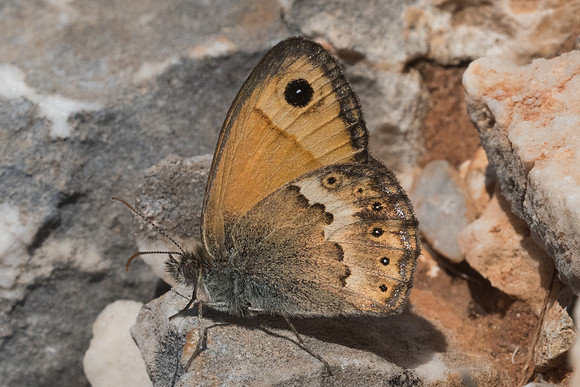Coenonympha thyrsis-5823