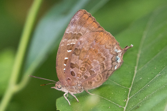 Arhopala centaurus nakula-2249- Koh Samui - 19/03/23