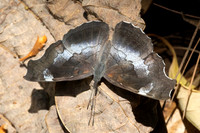 Laringa horsfieldii glaucescens-5784- Doi Suthep 1577m - 27/03/25