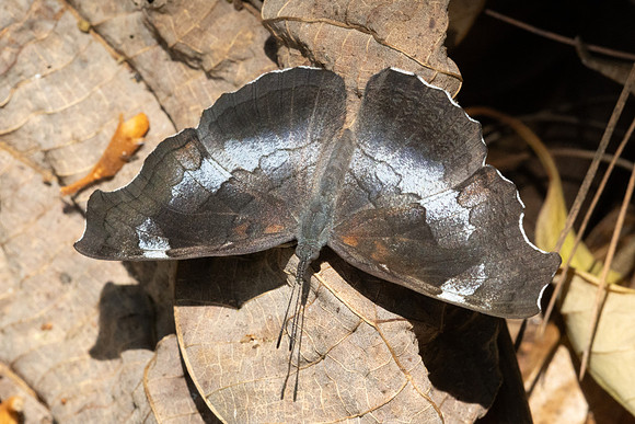 Laringa horsfieldii glaucescens-5784- Doi Suthep 1577m - 27/03/25