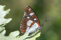 Limenitis reducta-9112