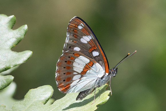 Limenitis reducta-9112