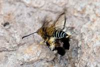 Melittia cf. sangaica-3284