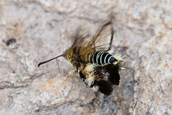 Melittia cf. sangaica-3284