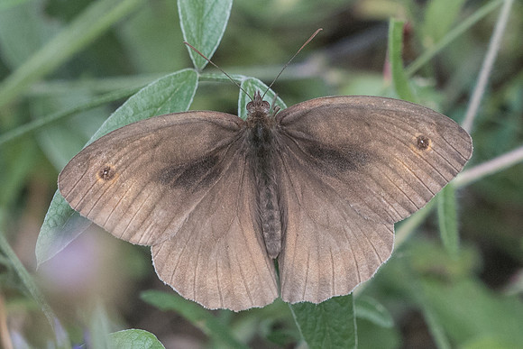 Maniola jurtina-7290