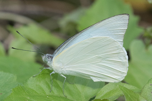Appias albina-7993 - Koh Samui - 16/03/23