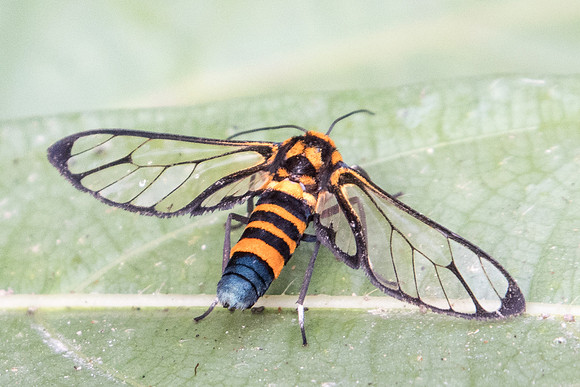 Amata compta-.--24 - Doi-Suthep - 8/03/23