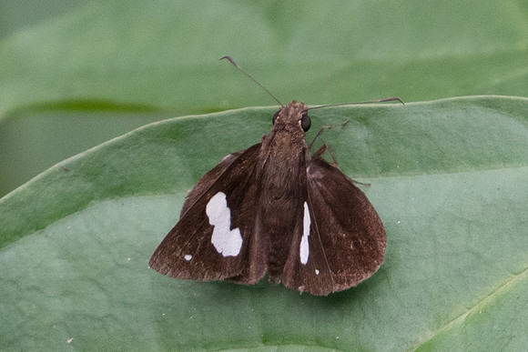 Notocrypta paralysos varians-0710 - Koh Samui - 18/03/23