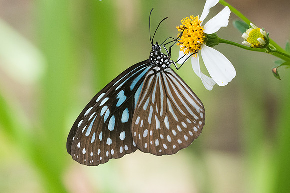 Ideopsis similis-8333- Koh samui -  16/03/23