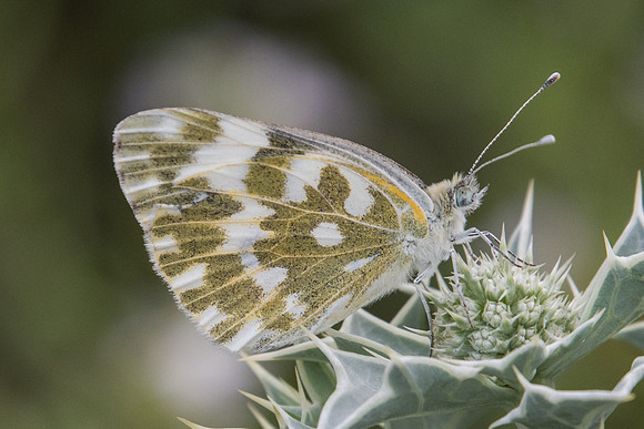 Pontia edusa-6974