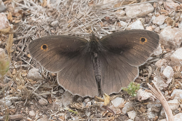 maniola jurtina ♂-5589