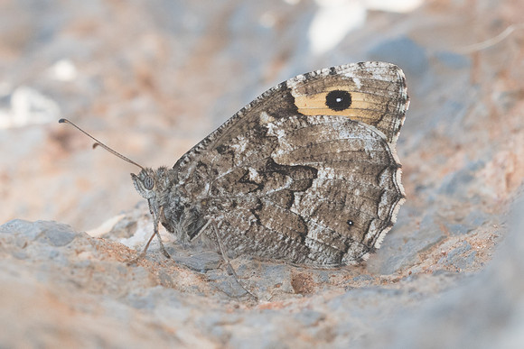 Hipparchia cretica-5876