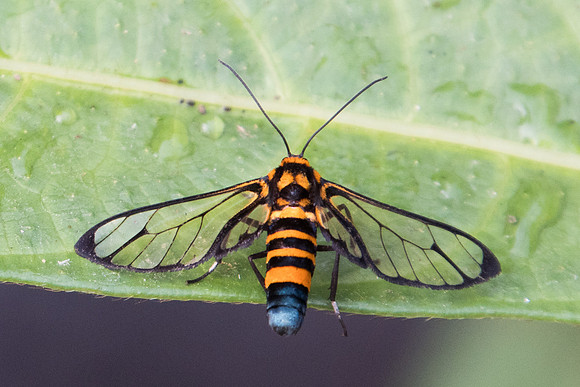 Amata compta--2092 - Doi-Suthep - 8/03/23