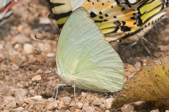 Catopsilia pomona pomona id-0563 _ Chiang Dao 11/03/23