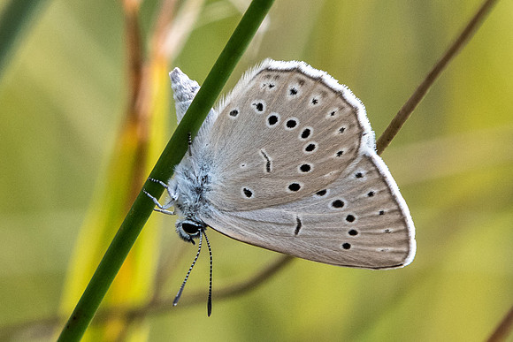 Maculinea teleius-6874