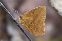 Tetragonus catamitus-0161