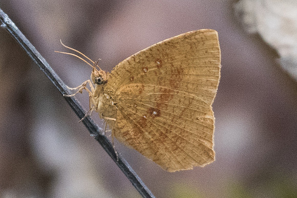 Tetragonus catamitus-0161