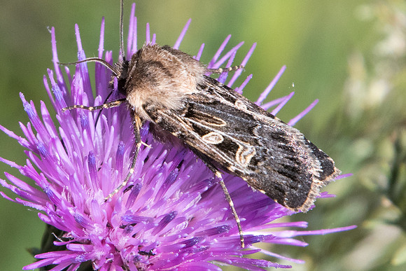 Agrotis vestigialis id--2683 - Puy St André - 19/07/22