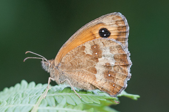 Pyronia tithonus-4898