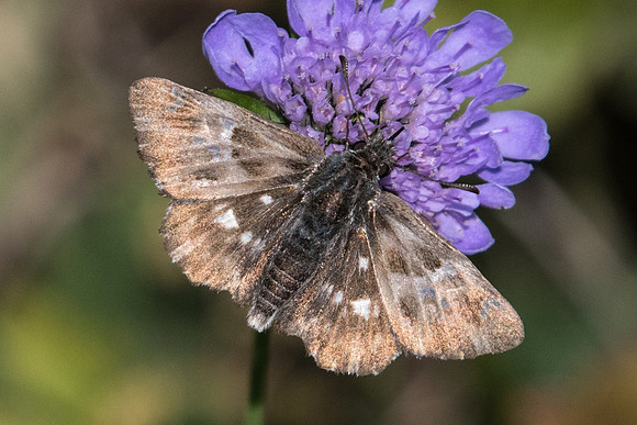 Carcharodus flocciferus-2567