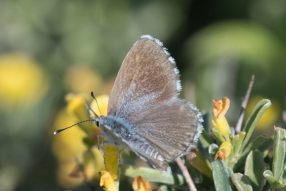 Pseudophilotes vicrama-5914