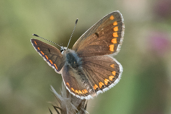 Aricia agestis-6640