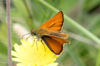 Thymelicus sylvestris-8591 - Le Beausset - 4/06/25