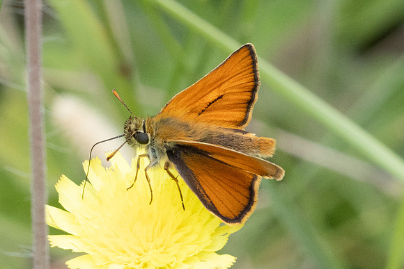Thymelicus sylvestris-8591 - Le Beausset - 4/06/25