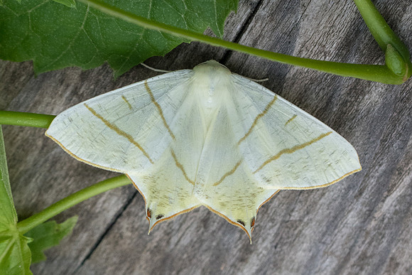 Ourapteryx sambucaria-2337 - Entraunes - 7/07/21