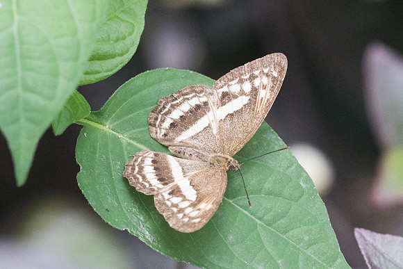 Algia fasciata fasciata-1622-  - Koh Samui - 18/03/23