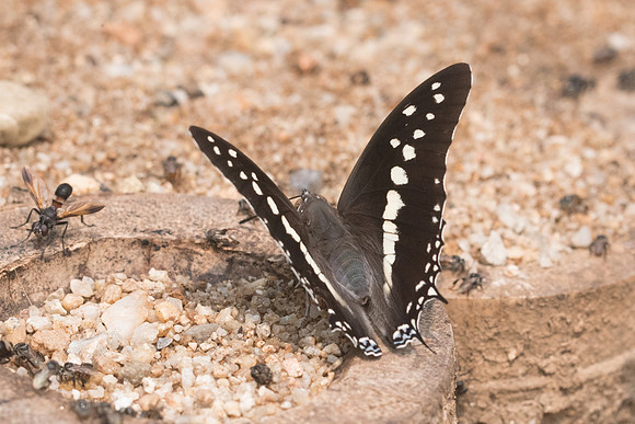 Charaxes solon-0077- Chiang Dao  - 11/03/23