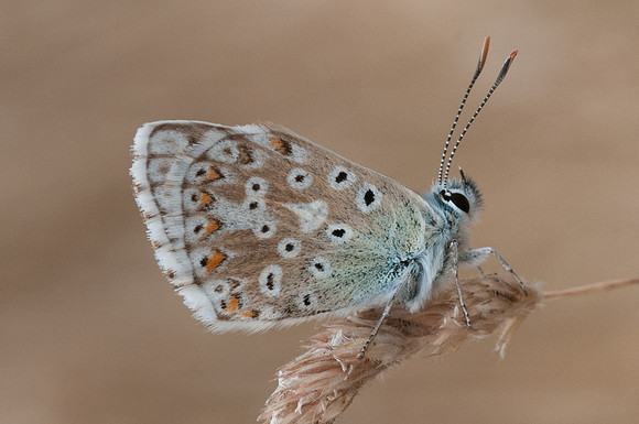 Lysandra coridon-2855