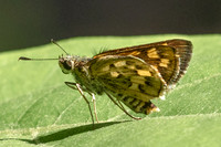Potanthus pseudomaesa-5982