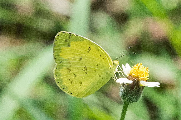 Eurema hecabe-0038 Ayutthaya 24/03/23
