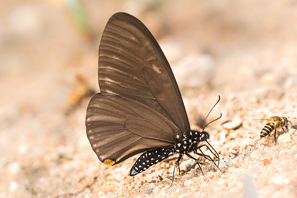 Chilasa slateri slateri -5014- Chiang Dao - 12/03/23