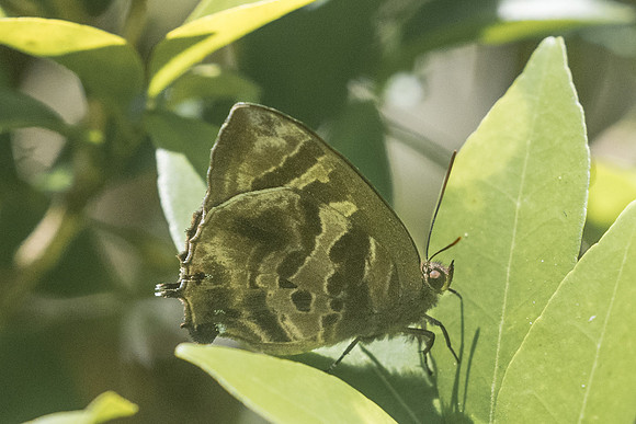 Flos fulgida fulgida-3515 - Chiang Rai - 20/11/23