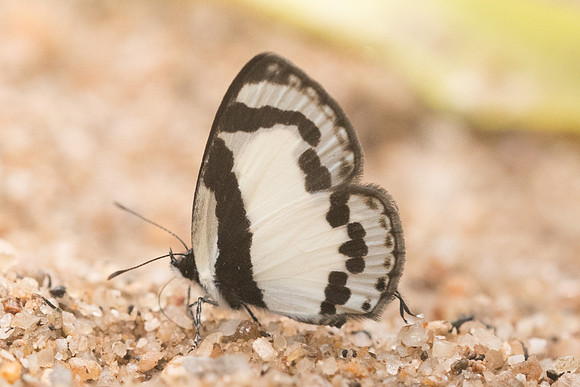 Caleta roxus roxana-4507- Chiang Dao  - 12/03/23