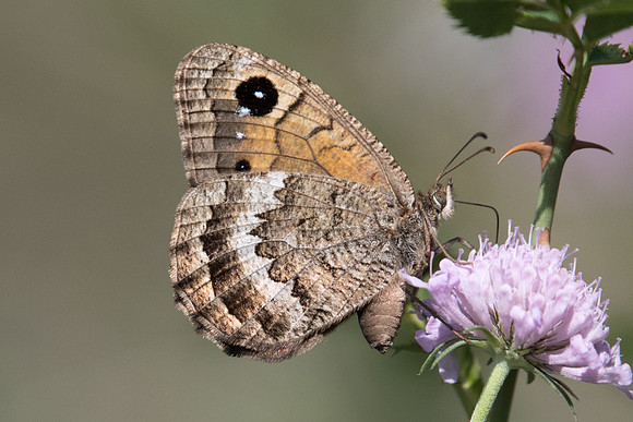 Satyrus actaea-4584