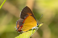 Heliophorus epicles tweediei ♂ - 12