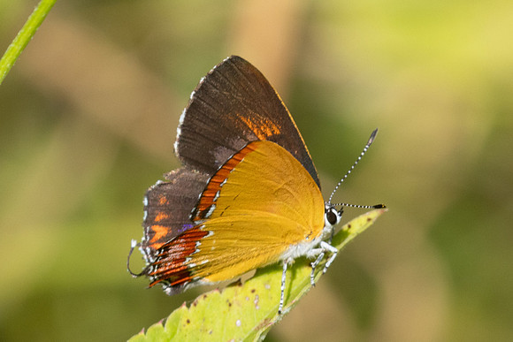 Heliophorus epicles tweediei ♂ - 12