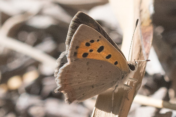 Lycaena phlaeas-6435