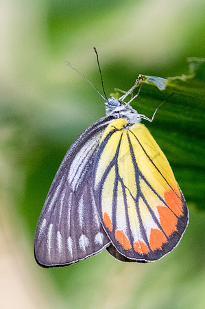 Delias hyparete indica-9535 Bangkok - 22/03/23