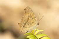 Junonia lemonias-0903