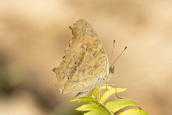 Junonia lemonias-0903
