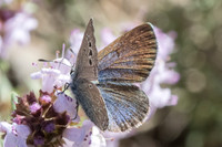 Glaucopsyche melanops-0727 - Belgentier - 13/04/61