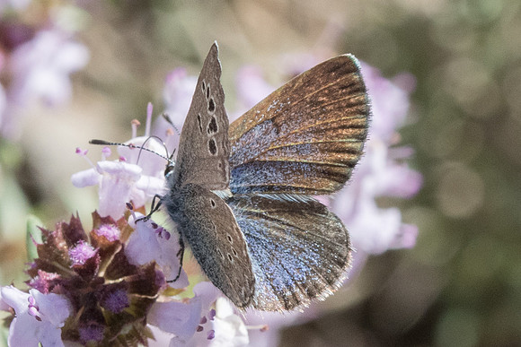 Glaucopsyche melanops-0727 - Belgentier - 13/04/61